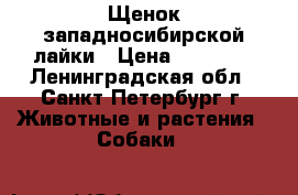 Щенок западносибирской лайки › Цена ­ 15 000 - Ленинградская обл., Санкт-Петербург г. Животные и растения » Собаки   